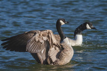 Canada Goose