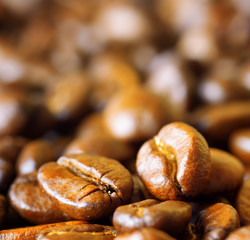 Roasted arabica. Close-up of coffee beans