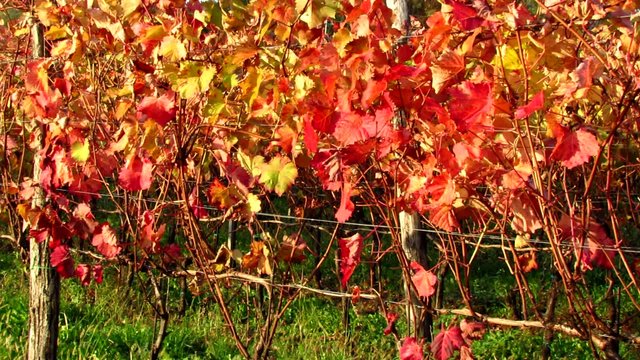 Red autumnal Carst vineyard - pan left