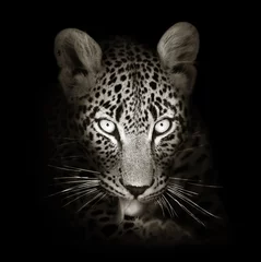 Foto op Plexiglas Luipaardportret in getinte z&amp w © JohanSwanepoel