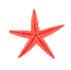 Fototapeta na wymiar Red starfish close up