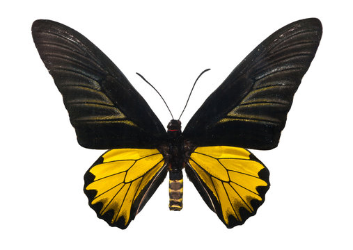 Butterfly Troides Magellanu