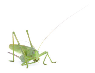 Locust