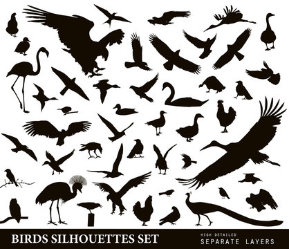 Birds vector silhouettes set. EPS 10