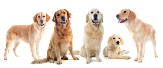 golden retrievers