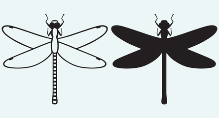 Dragonfly Anax Imperator isolated on blue background