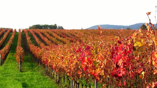 Red autumnal Carst vineyard with sky - pan right