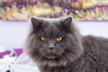 Beautiful gray cat with big yellow eyes - 59214639