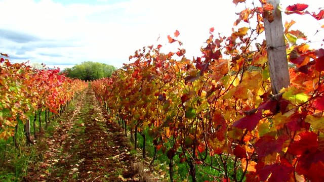 Red autumnal Carst vineyard with dramatic sky - pan right