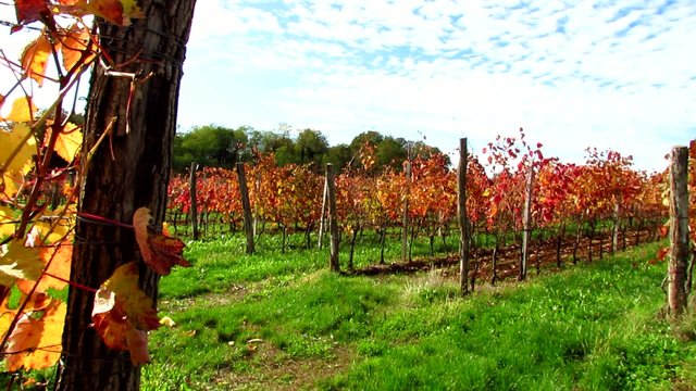Red Carst vinifera foliage - pan left