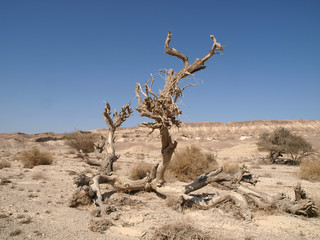 Arava Senke - Steppenlandschaft in Israel