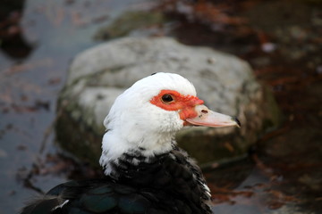 duck on lake