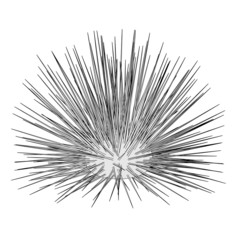 cartoon image of sea urchin