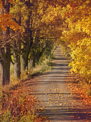 Fototapeta na wymiar Colorful maple alley in Autumn