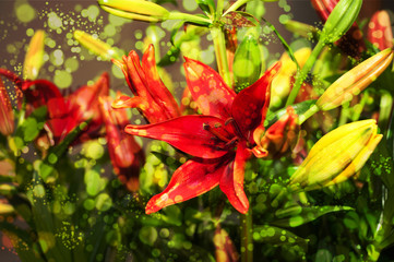 lilium