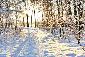 Sonnenlicht zwischen den Zweigen der Bäume im verschneiten Winterwald. © Oleksandrum