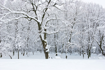 Winter trees covered with snow in the forest .