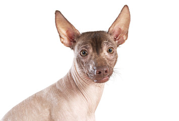 Portrait of xoloitzcuintle dog, white background