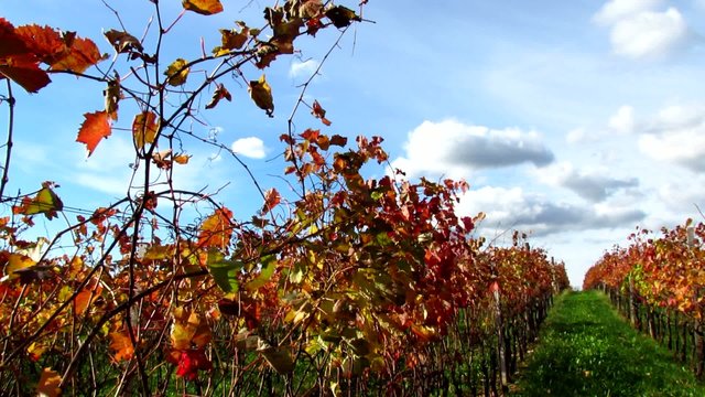 Red Carst vineyard with vinifera foliage - pan left