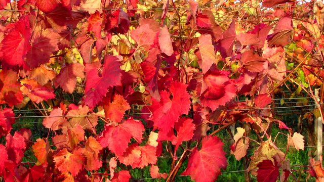 Red Carst vinifera foliage - pan left