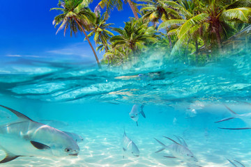 Tropical fishes in the water of Caribbean Sea