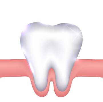 Healthy white tooth and gums illustration.