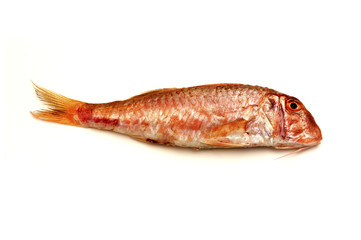 Red mullet