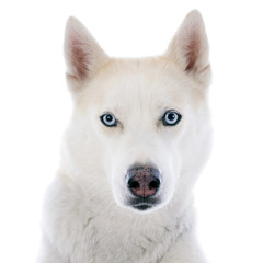 siberian husky © cynoclub