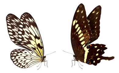 Naklejka premium butterfly macro background