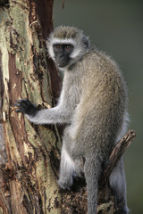 Vervet or Green monkey, Chlorocebus pygerythrus