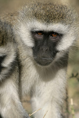 Vervet or Green monkey, Chlorocebus pygerythrus