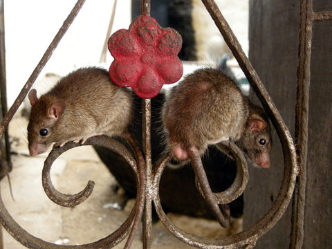 bikaner rat temple