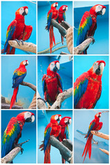 Ara parrots