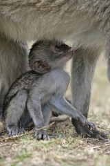 Vervet or Green monkey, Chlorocebus pygerythrus