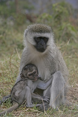 Obraz premium Vervet or Green monkey, Chlorocebus pygerythrus