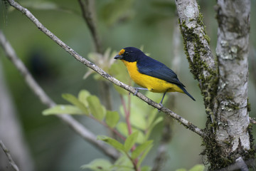 Violaceous euphonia, Euphonia violacea