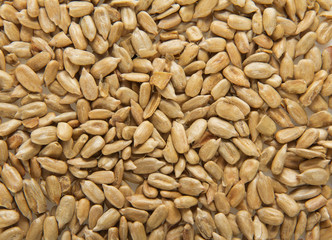 Sunflower grains, close up