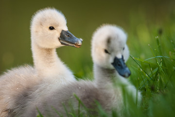 young swan