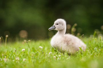 young swan