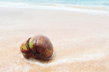 Old coconut on the beach