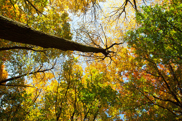 Drzewa jesienią - obrazy, fototapety, plakaty