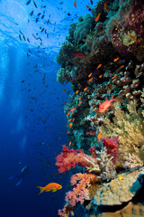 Naklejka na ściany i meble Zdjęcie z kolonii koralowców