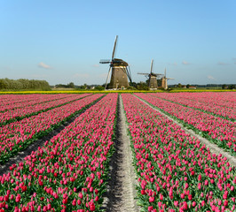 Tulips and windmills in Holland