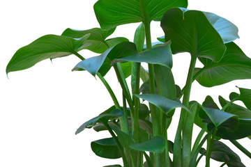 Green plant isolated on white