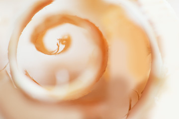 Closeup view of wooden shavings