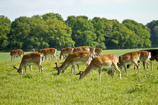 deer herd in Dyrehave park near Copenhagen