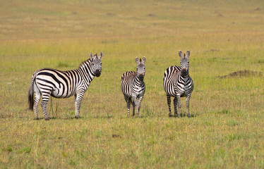 Obraz premium three zebras in the savannah in kenya looking at camera