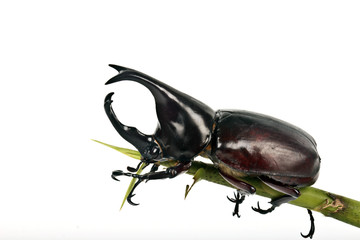 fighting beetle (rhinoceros beetle)
