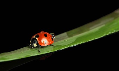 Beautiful ladybird on green grass, isolated on black