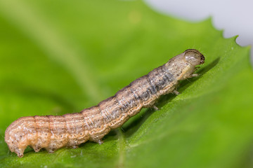 Lettuce leaf with caterpillar